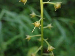 Lysimachia decurrens