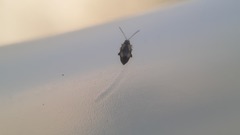 Phyllotreta variipennis