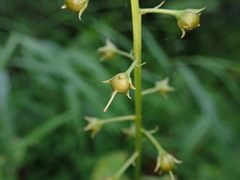 Lysimachia decurrens