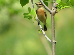 Saxicola maurus