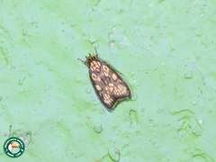 Himmacia