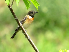 Saxicola maurus