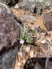 Evolvulus nuttallianus