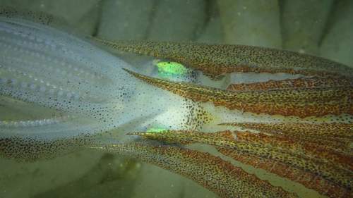 Opalescent Inshore Squid