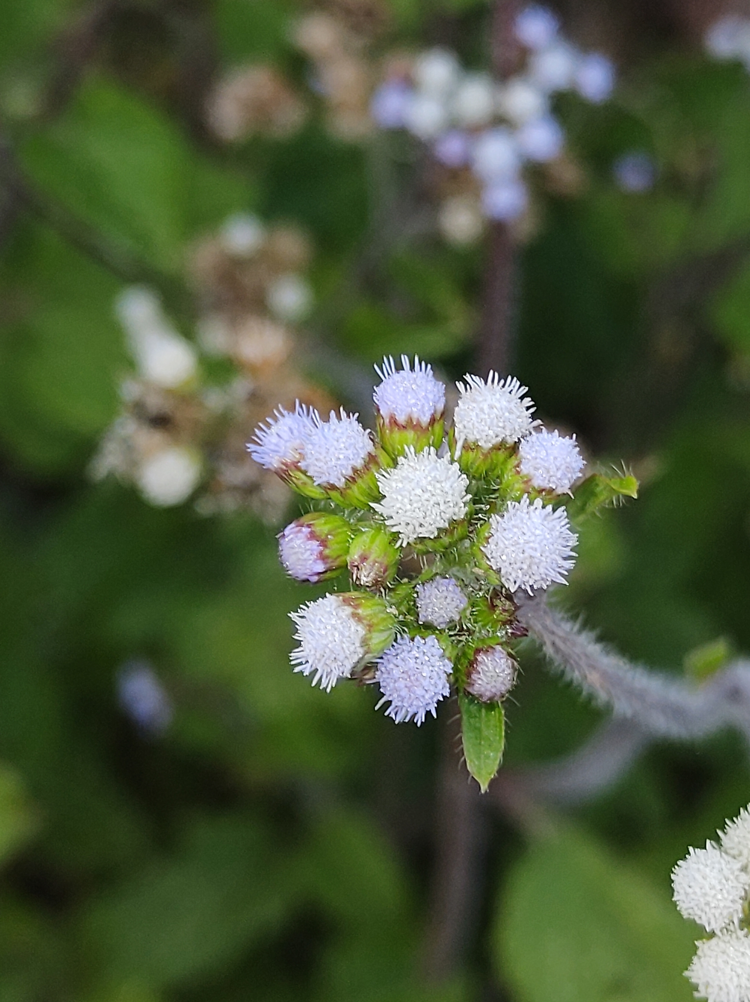 Ageratum conyzoides