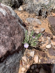 Evolvulus nuttallianus