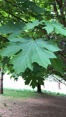 Acer macrophyllum