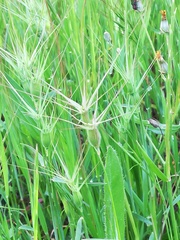 Aegilops