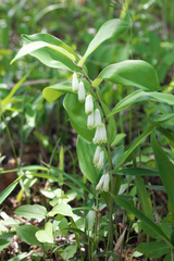 Polygonatum odoratum