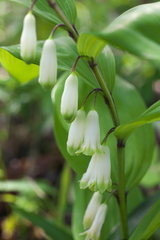 Polygonatum odoratum