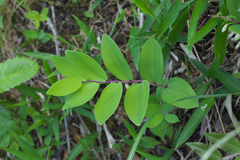 Polygonatum odoratum