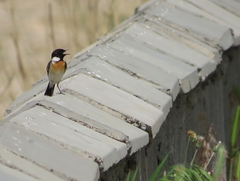 Saxicola maurus