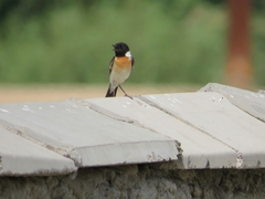 Saxicola maurus
