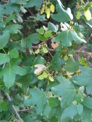 Acer
