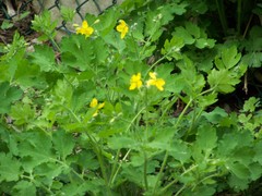 Chelidonium majus