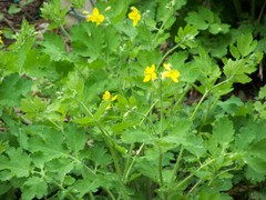 Chelidonium majus
