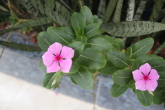 Catharanthus roseus