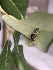 Odontomyia rufipes