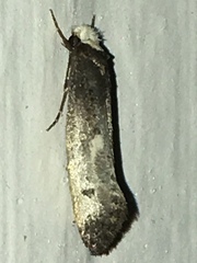 Tinea occidentella