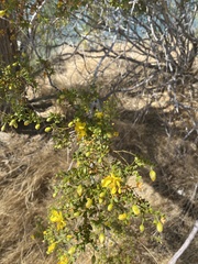 Larrea tridentata