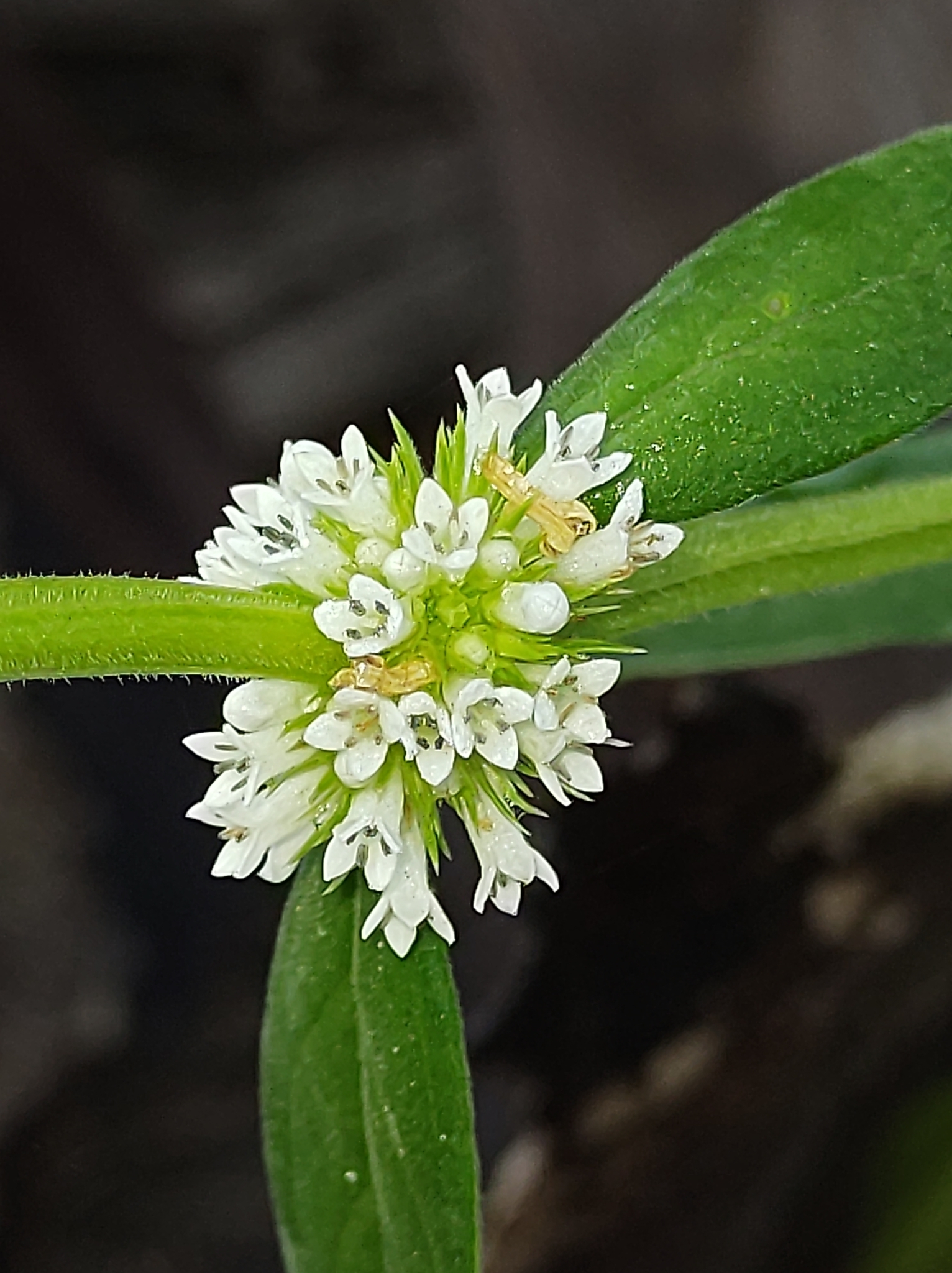 Mitracarpus polygonifolius