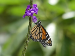 Danaus plexippus nigrippus