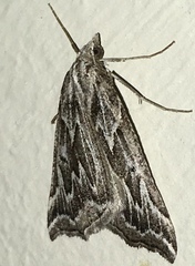 Plataea californiaria