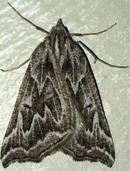 Plataea californiaria