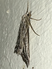 Plataea californiaria