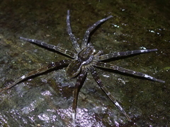 Dolomedes raptor