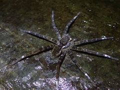 Dolomedes raptor