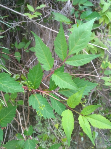 Ampelopsis orientalis