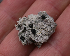 Mycoblastus sanguinarius