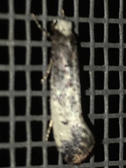 Tinea occidentella