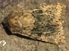 Pseudobryomima fallax