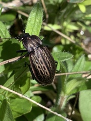 Carabus maeander
