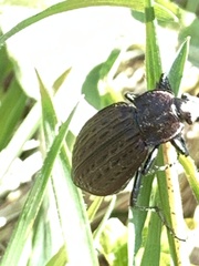 Carabus maeander