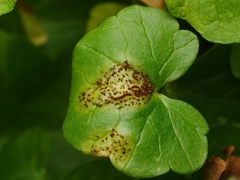 Uromyces ficariae