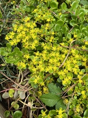 Sedum tetractinum