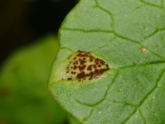 Uromyces ficariae