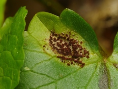 Uromyces ficariae