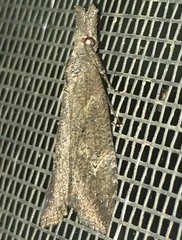 Hypena humuli