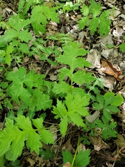 Hydrophyllum macrophyllum