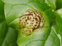 Uromyces ficariae