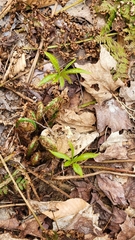 Lysimachia borealis