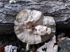 Trametes versicolor