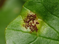 Uromyces ficariae