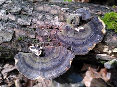 Trametes versicolor