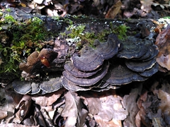 Trametes versicolor