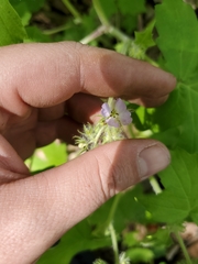 Hydrophyllum appendiculatum